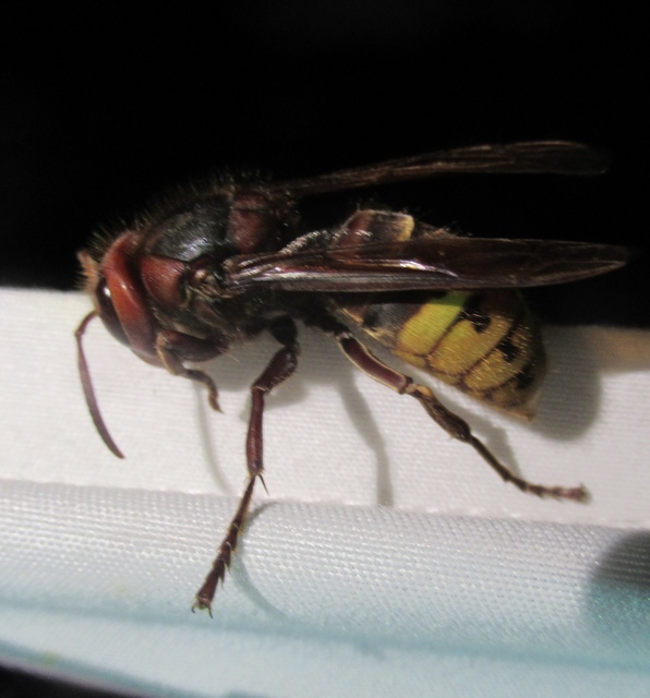Vespa crabro - lódarázs