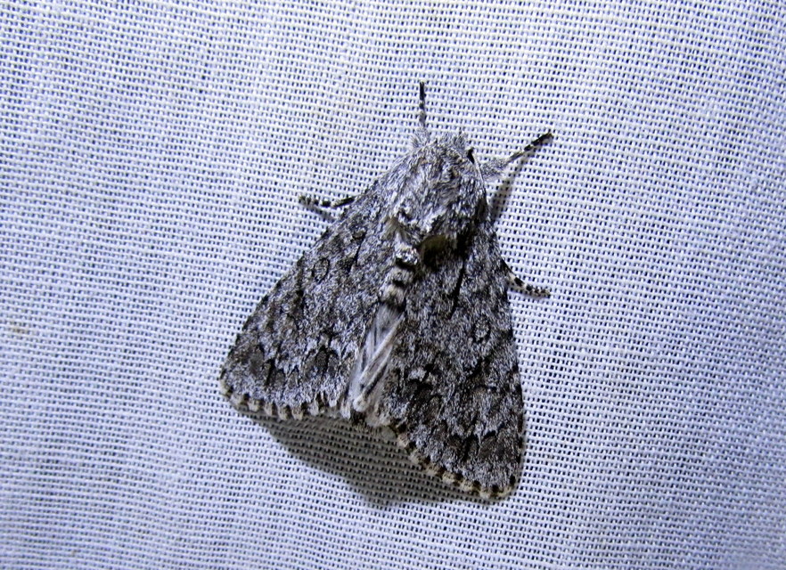 Acronicta aceris - vadgesztenye-szigonyosbagoly