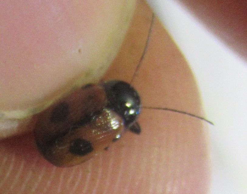 Cryptocephalus bipunctatus - kétpettyes zömökbogár