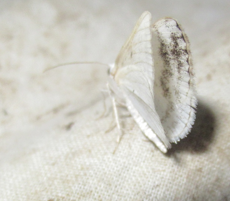 Lomographa temerata - foltos fehéraraszoló