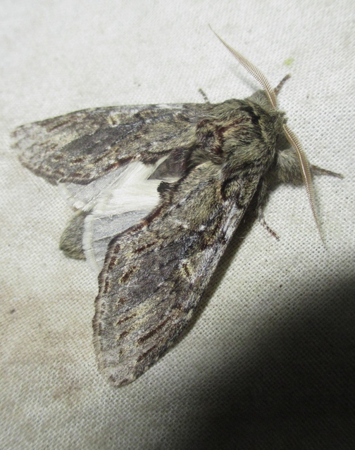 Peridea anceps - füstös púposszövő