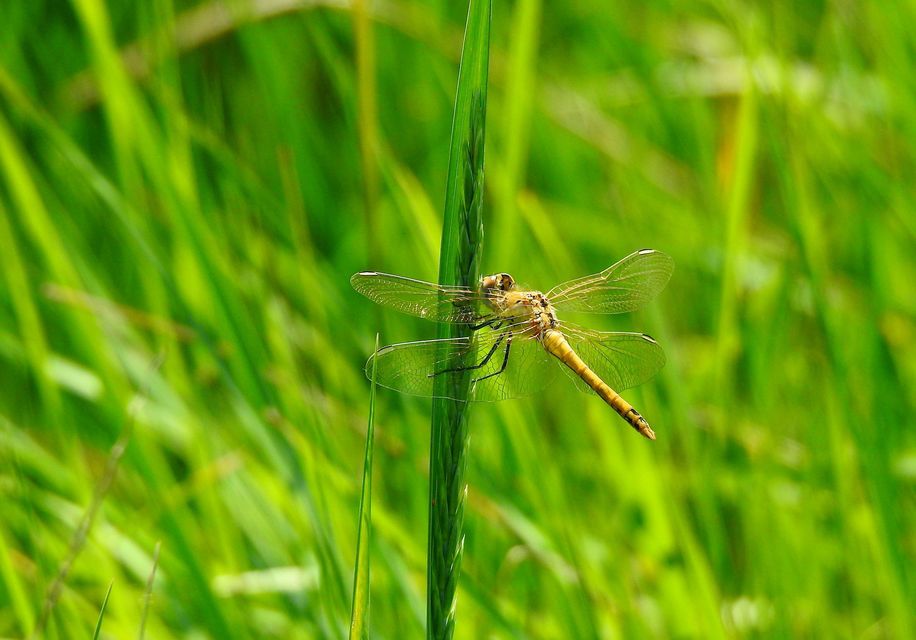 Sympetrum fonscolombii - vándor katona-szitakötő