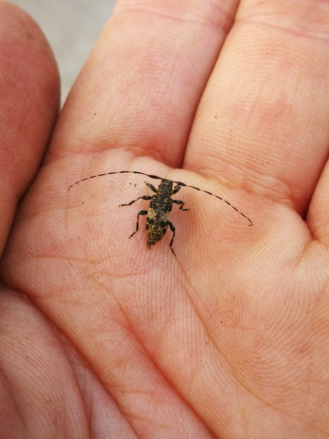 Leiopus nebulosus - öves gesztcincér