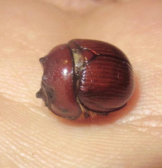 Bolbelasmus unicornis - szarvas álganéjtúró