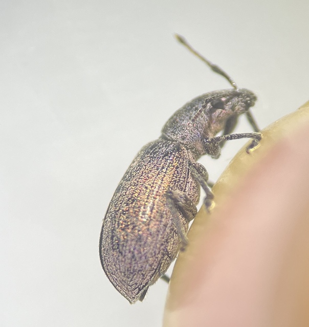 Phyllobius thalassinus - tömpeorrú levélormányos