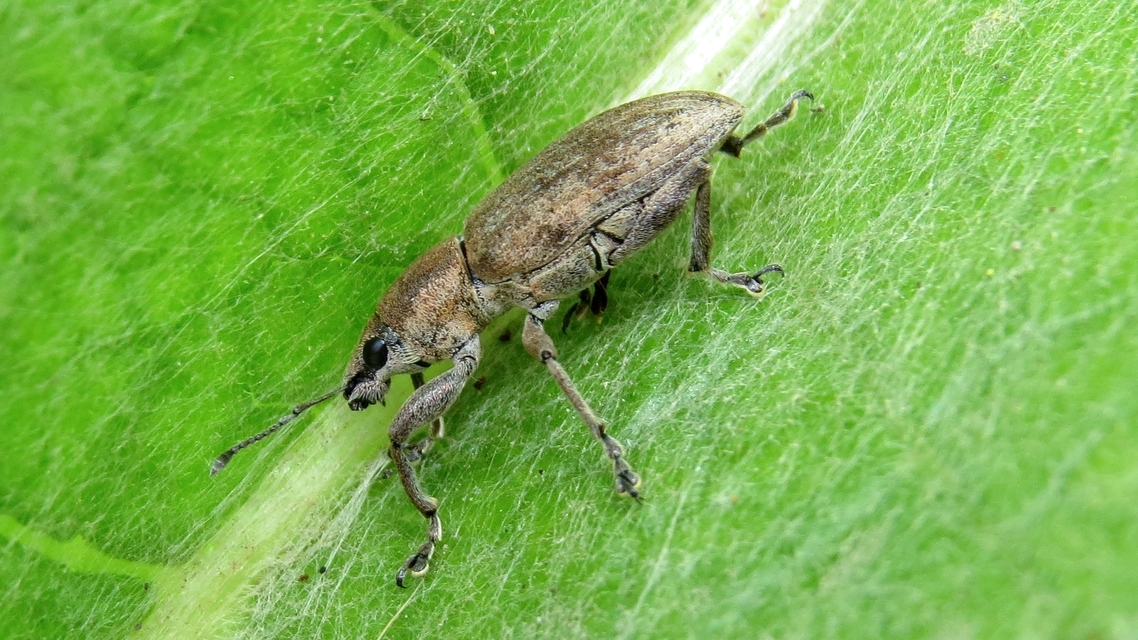 Tanymecus palliatus - közönséges hegyesfarúbarkó