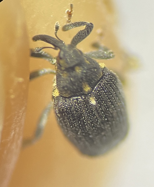 Ceutorhynchus picitarsis - fekete káposzta-ceutormányos