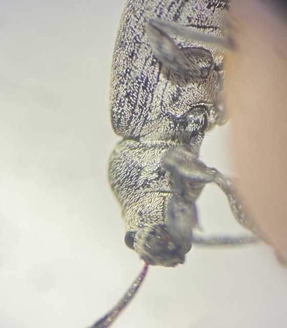 Phyllobius thalassinus - tömpeorrú levélormányos
