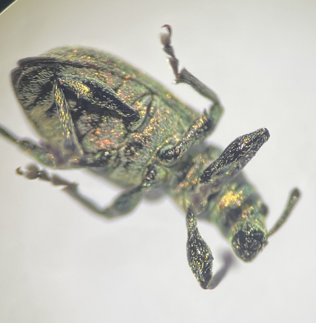 Phyllobius thalassinus - tömpeorrú levélormányos