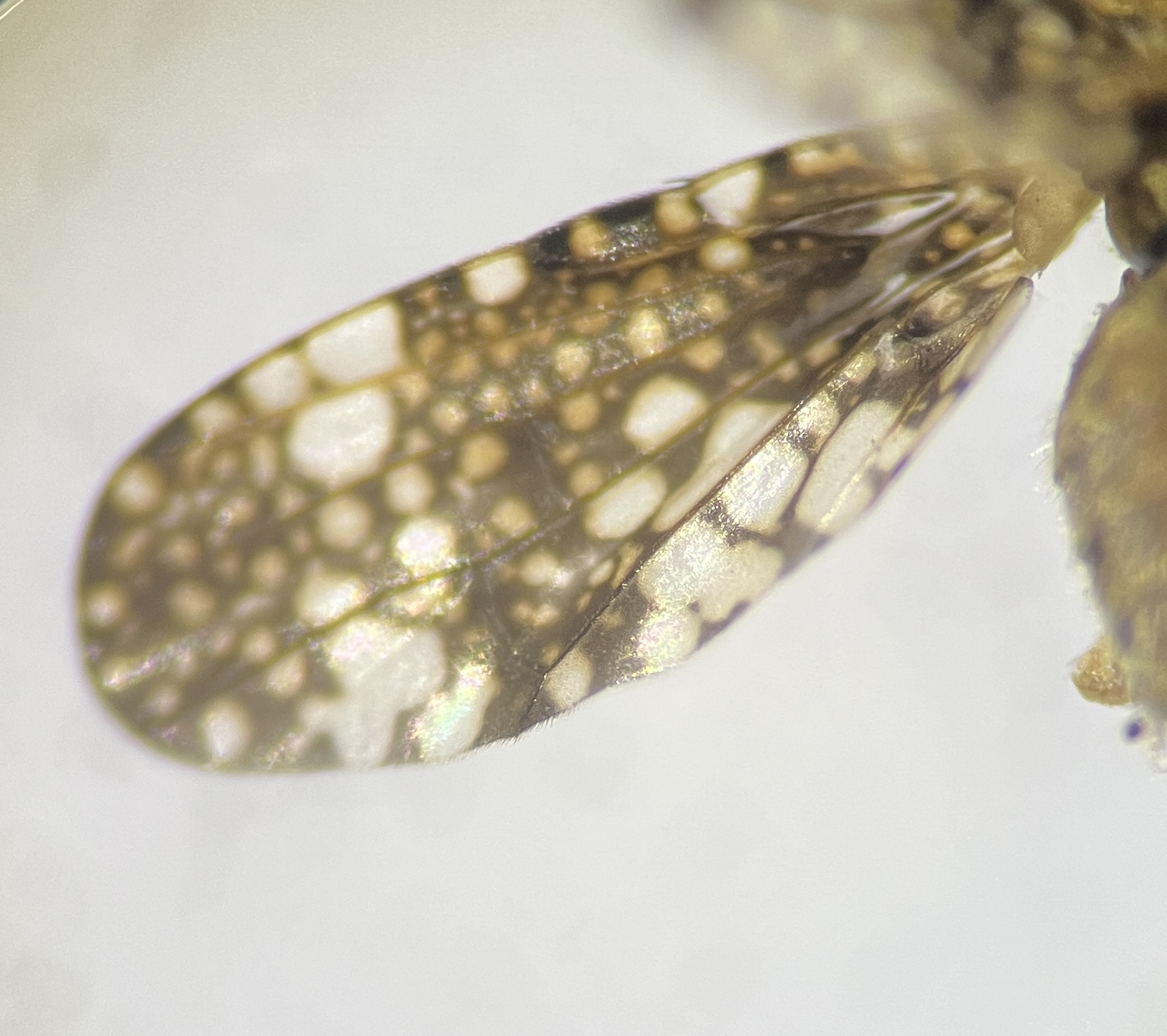 Oxyna parietina