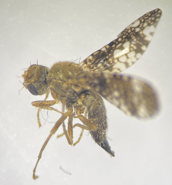 Oxyna parietina