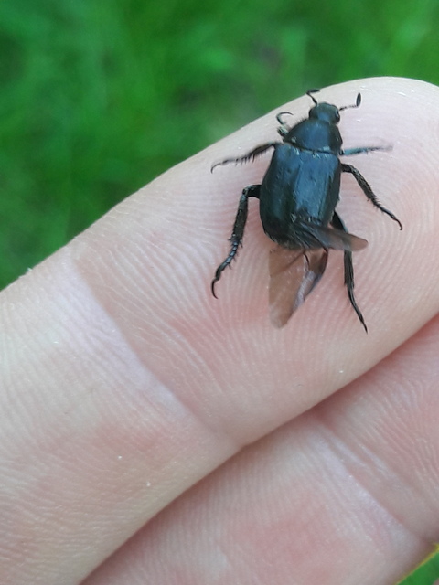 Hoplia praticola - réti virágcserebogár