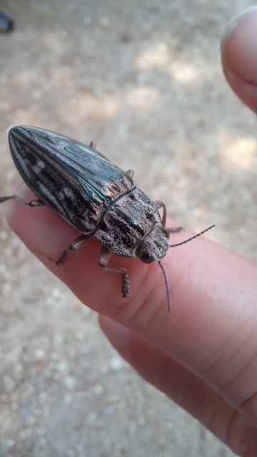 Chalcophora mariana - nagy fenyvesdíszbogár