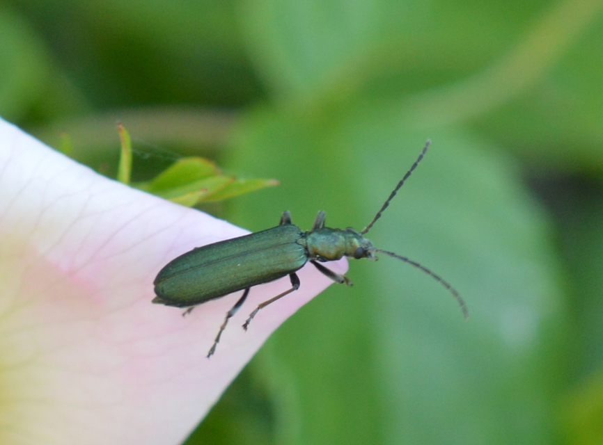 Ischnomera