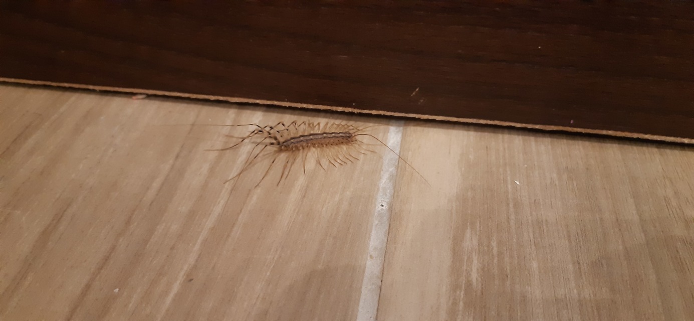 Scutigera coleoptrata - légyölő pókszázlábú