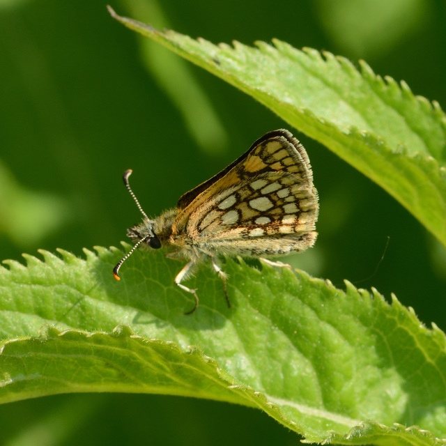 Carterocephalus palaemon - kockás busalepke