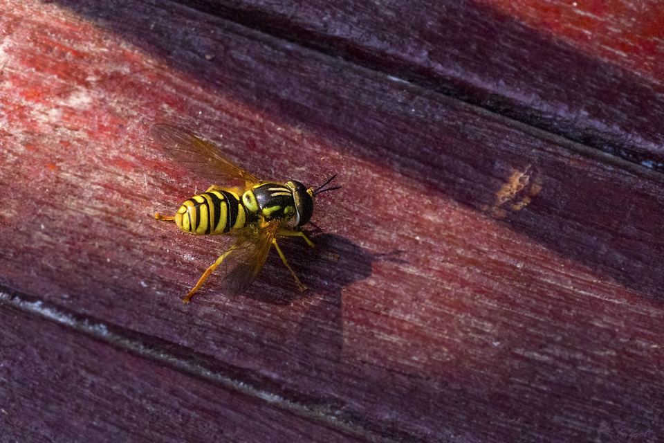 Chrysotoxum