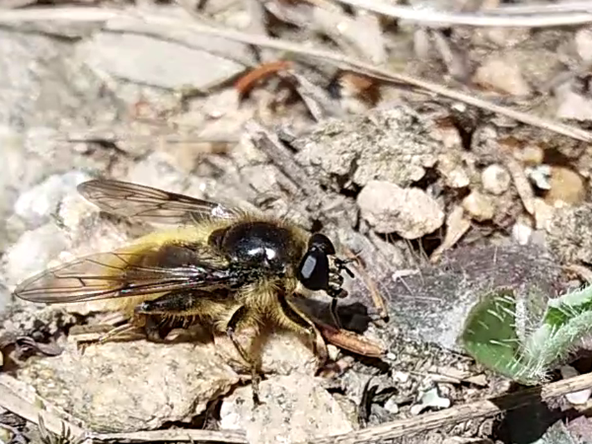 Brachypalpus chrysites - aranysárga korhadéklégy