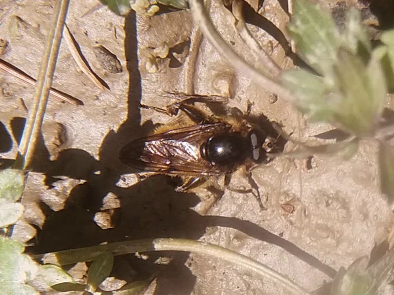 Brachypalpus chrysites - aranysárga korhadéklégy