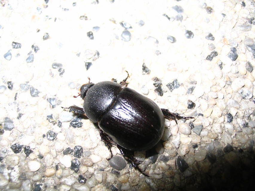 Pentodon idiota - butabogár