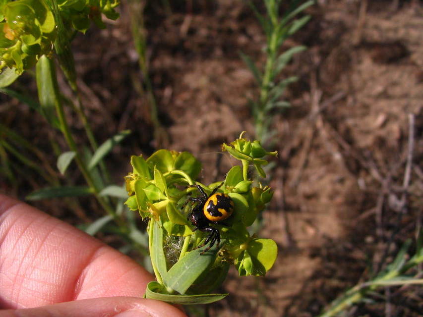 Synema globosum/ornatum