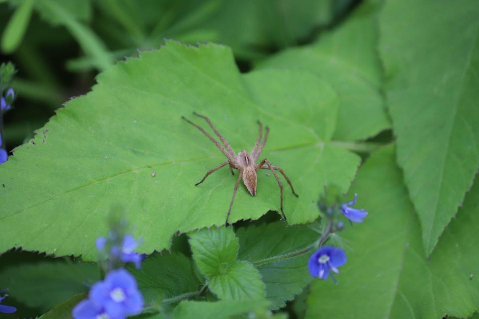 Pisaura mirabilis - csodáspók
