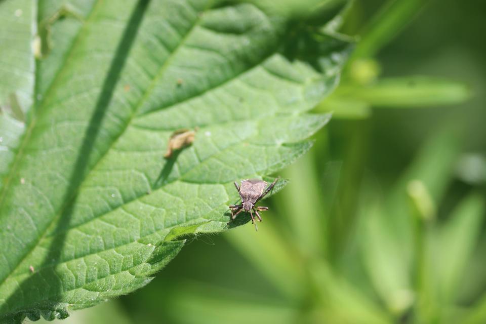 Ceraleptus gracilicornis - tüskéslábú karimáspoloska