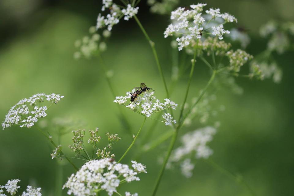 Hymenoptera - Hártyásszárnyúak