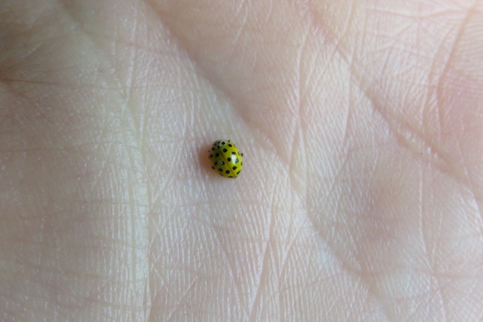 Psyllobora vigintiduopunctata - huszonkétpettyes katica