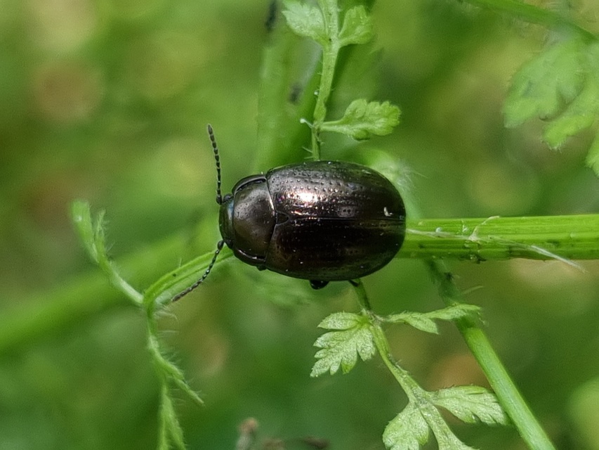 Chrysolina chalcites - homoki levelész Chrysolina chalcites - homoki levelész