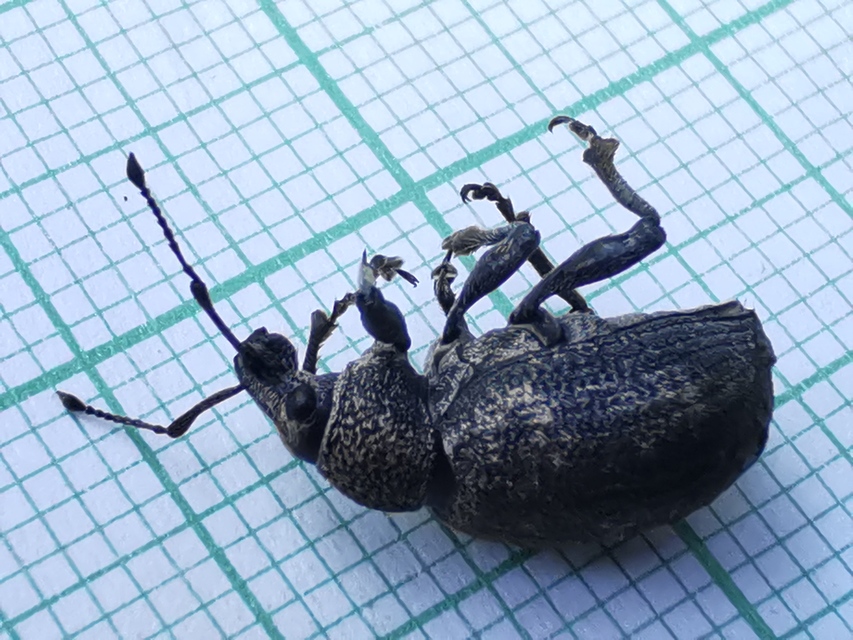 Otiorhynchus ligustici - vincellér-gyalogormányos