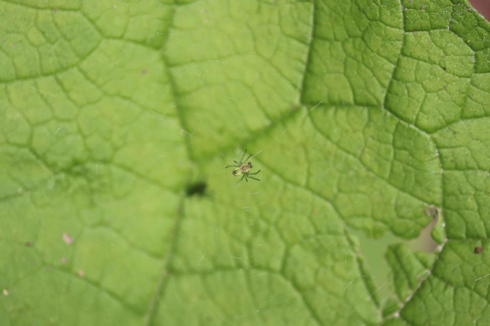 Araneae - Pókok