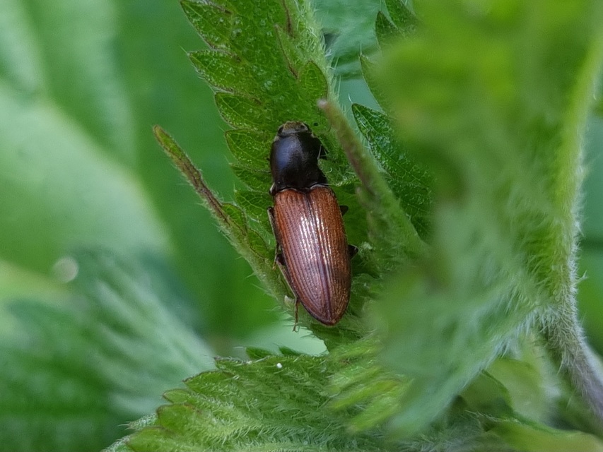 Dicronychus testaceus
