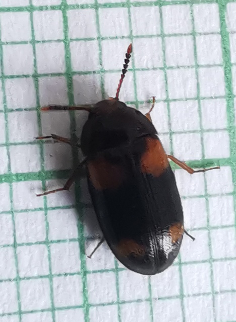 Mycetophagus quadripustulatus - négyfoltos gombabogár
