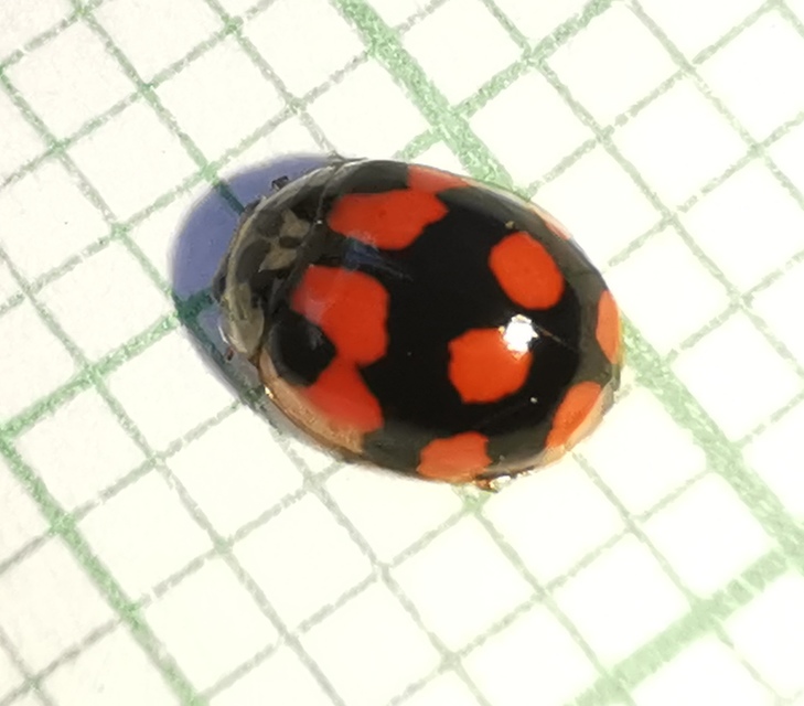 Adalia decempunctata - tízpettyes katica