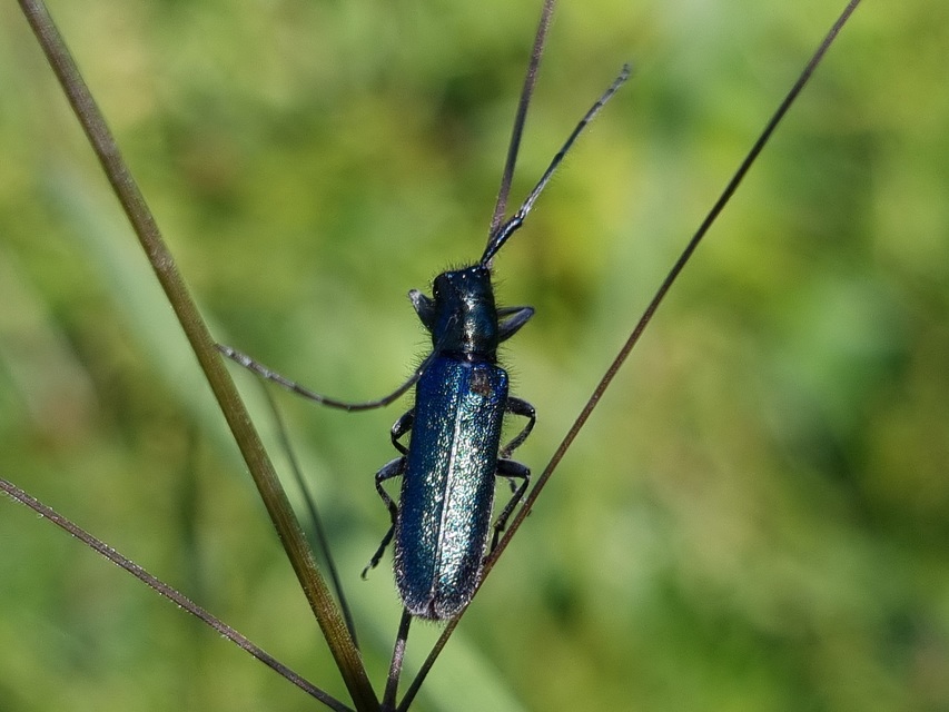 Agapanthia violacea - kék somkórócincér