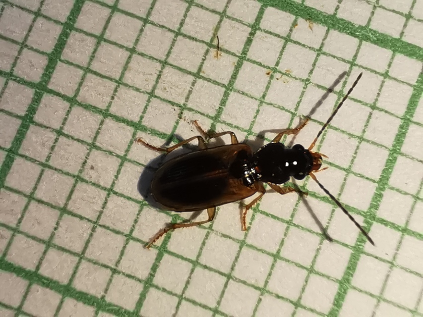 Anthracus consputus - nyerges kisdedfutó