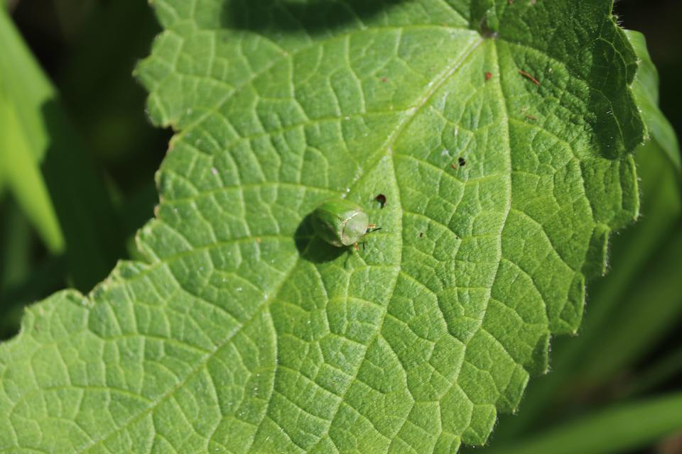 Cassida viridis - zöld pajzsbogár Cassida viridis - zöld pajzsbogár