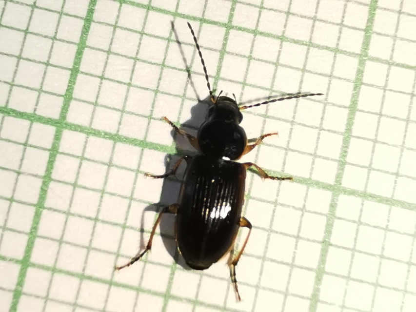 Stenolophus mixtus - közönséges turzásfutó