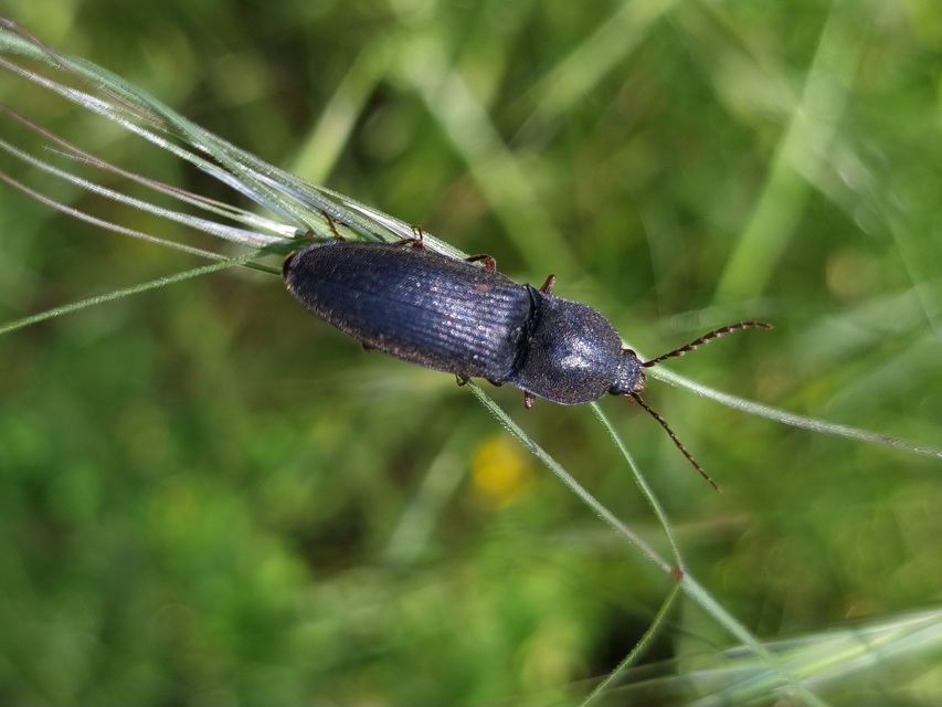 Neopristilophus insitivus - lapos pattanó