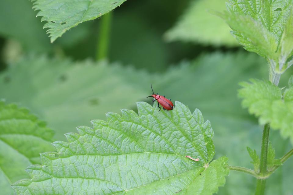 Pyrochroa serraticornis - közép-bíborbogár