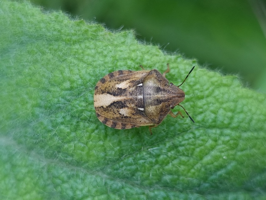 Eurygaster Eurygaster