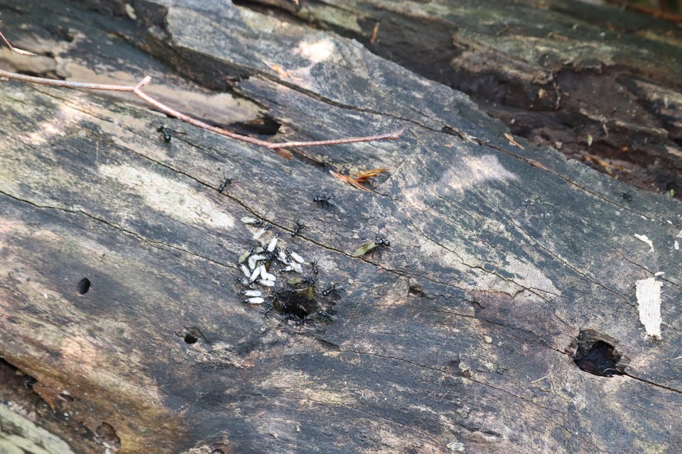 Camponotus vagus - fekete lóhangya