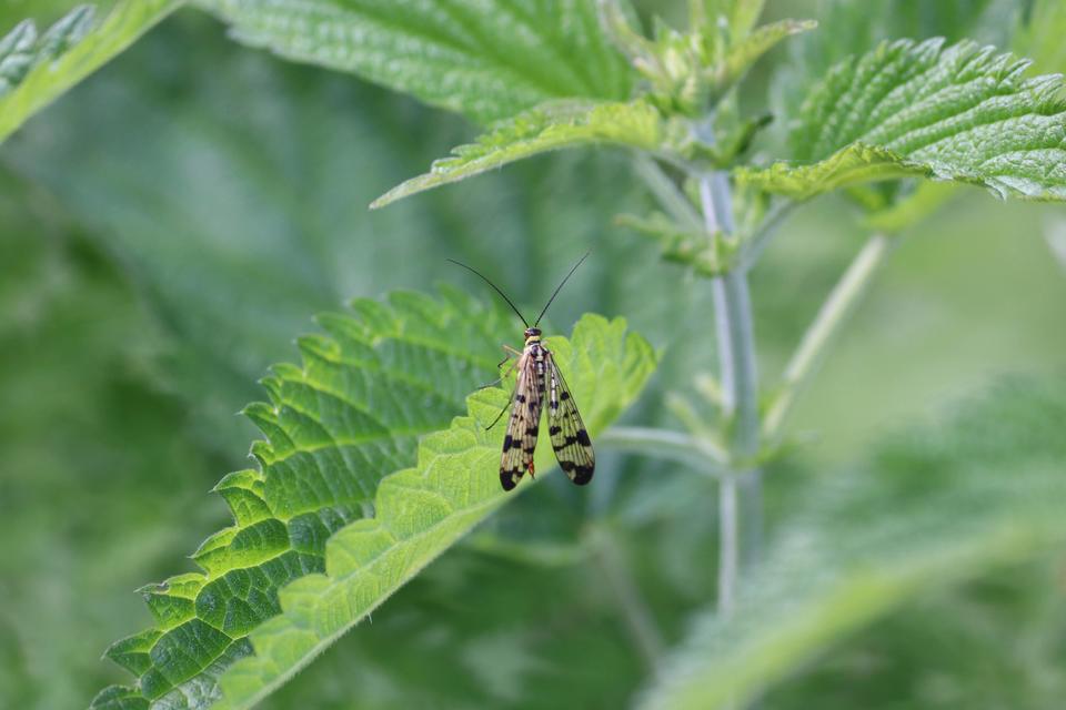 Diptera - Kétszárnyúak