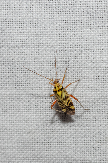 Rhabdomiris striatellus - zebra-mezeipoloska