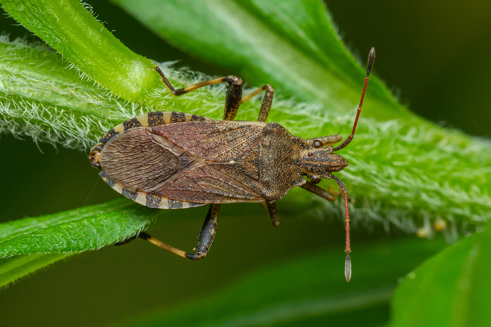 Ceraleptus gracilicornis - tüskéslábú karimáspoloska