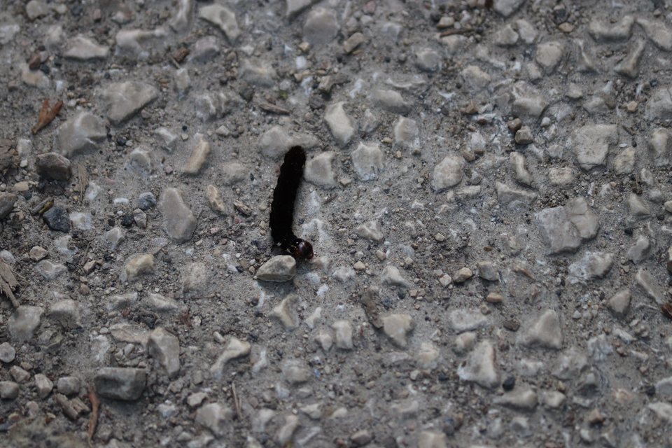 Eupsilia transversa - holdacskás télibagoly