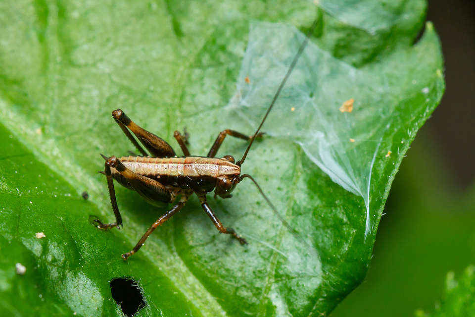 Pholidoptera griseoaptera - szürke avarszöcske