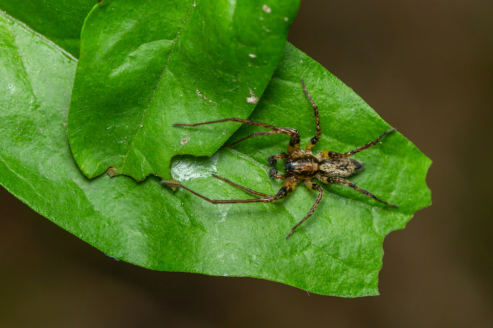 Anyphaena accentuata - jegyespók