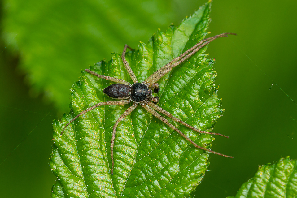 Philodromus dispar - lomb karolópók